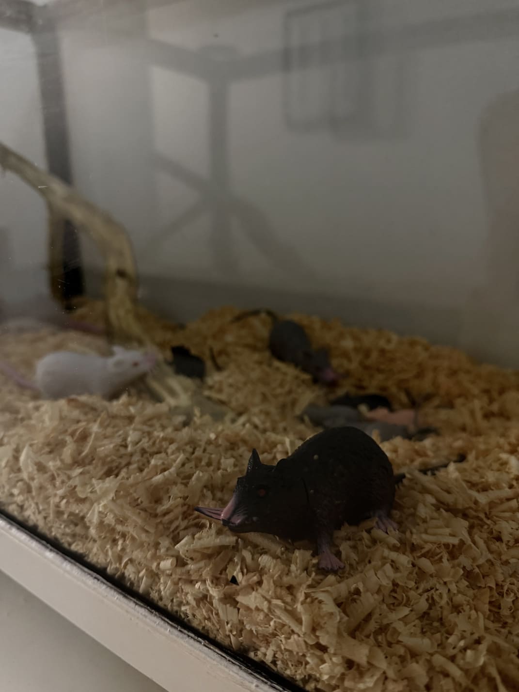 Пригоди Лабораторія Припʼять